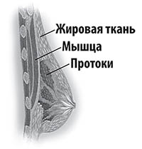 анатомическое строение молочной железы и мышц груди